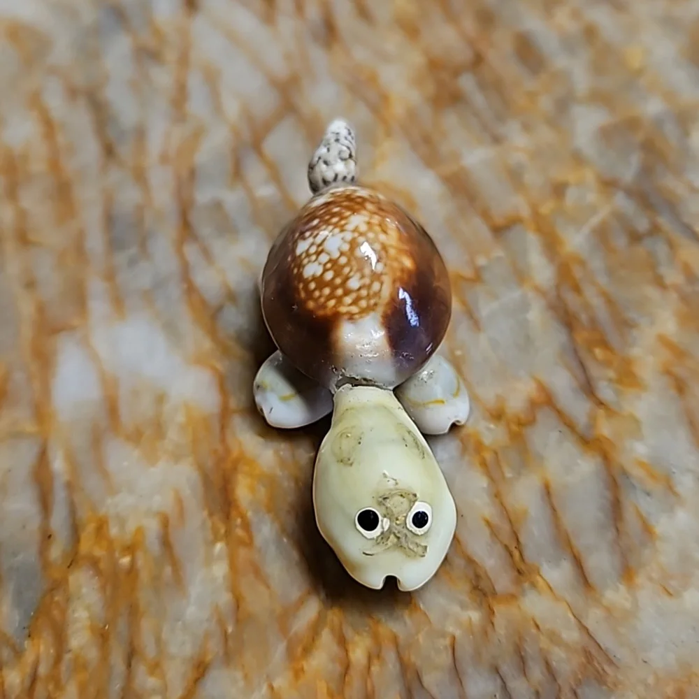 Small Shell Turtle